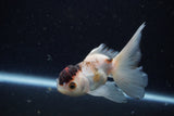 Juvenile Thai Oranda  Tricolor 4 Inch (ID#1224To12c-69) Free2Day SHIPPING