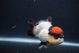 Short Body Thai Oranda  Tricolor 4 Inch (ID#1227T14b-99) Free2Day SHIPPING