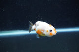 Baby Ranchu  Calico 2.5 Inch (ID#415R9c-23) Free2Day SHIPPING