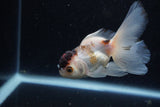 Juvenile Thai Oranda  Tricolor 4 Inch (ID#1224To12c-69) Free2Day SHIPPING