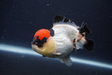 Short Body Thai Oranda  Tricolor 4 Inch (ID#1227T14b-99) Free2Day SHIPPING