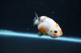 Baby Ranchu  Calico 2.5 Inch (ID#415R9c-23) Free2Day SHIPPING
