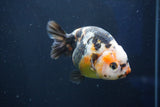 Milk Cow Ranchu  Calico 4 Inch (ID#1018R9a-63) Free2Day SHIPPING