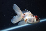 Juvenile Thai Oranda  Tricolor 4 Inch (ID#1224To12c-69) Free2Day SHIPPING