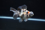 Butterfly  Calico 3.5 Inch (ID#307B8b-45) Free2Day SHIPPING