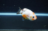 Baby Ranchu  Calico 2.5 Inch (ID#415R9c-23) Free2Day SHIPPING