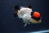 Short Body Thai Oranda  Tricolor 4 Inch (ID#1227T14b-99) Free2Day SHIPPING