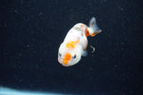 Baby Ranchu  Calico 2.5 Inch (ID#415R9c-23) Free2Day SHIPPING