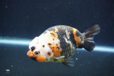 Milk Cow Ranchu  Calico 4 Inch (ID#1018R9a-63) Free2Day SHIPPING