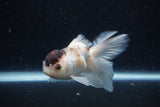 Juvenile Thai Oranda  Tricolor 4 Inch (ID#1224To12c-69) Free2Day SHIPPING