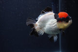 Short Body Thai Oranda  Tricolor 4 Inch (ID#1227T14b-99) Free2Day SHIPPING