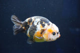 Milk Cow Ranchu  Calico 4 Inch (ID#1018R9a-63) Free2Day SHIPPING