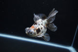 Butterfly  Calico 3.5 Inch (ID#307B8b-45) Free2Day SHIPPING