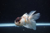 Juvenile Thai Oranda  Tricolor 4 Inch (ID#1224To12c-69) Free2Day SHIPPING