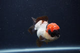 Short Body Thai Oranda  Tricolor 3.5 Inch (ID#1231To14b-92) Free2Day SHIPPING