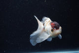 Juvenile Thai Oranda  Tricolor 4 Inch (ID#1224To12c-69) Free2Day SHIPPING