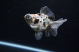 Butterfly  Calico 3.5 Inch (ID#307B8b-45) Free2Day SHIPPING