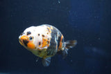 Milk Cow Ranchu  Calico 4 Inch (ID#1018R9a-63) Free2Day SHIPPING