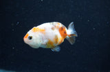 Baby Ranchu  Calico 2.5 Inch (ID#415R9c-23) Free2Day SHIPPING