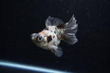 Butterfly  Calico 3.5 Inch (ID#307B8b-45) Free2Day SHIPPING
