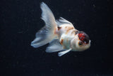 Juvenile Thai Oranda  Tricolor 4 Inch (ID#1224To12c-69) Free2Day SHIPPING