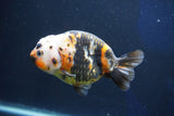 Milk Cow Ranchu  Calico 4 Inch (ID#1018R9a-63) Free2Day SHIPPING