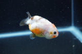 Baby Ranchu  Calico 2.5 Inch (ID#415R9c-23) Free2Day SHIPPING