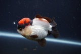 Short Body Thai Oranda  Tricolor 3.5 Inch (ID#1231To14b-92) Free2Day SHIPPING