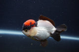 Short Body Thai Oranda  Tricolor 3.5 Inch (ID#1231To14b-92) Free2Day SHIPPING