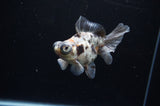 Butterfly  Calico 3.5 Inch (ID#307B8b-45) Free2Day SHIPPING
