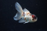 Juvenile Thai Oranda  Tricolor 4 Inch (ID#1224To12c-69) Free2Day SHIPPING