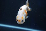 Milk Cow Ranchu  Calico 4 Inch (ID#1018R9a-64) Free2Day SHIPPING