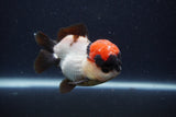 Short Body Thai Oranda  Tricolor 3.5 Inch (ID#1231To14b-92) Free2Day SHIPPING