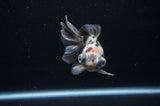 Butterfly  Calico 3.5 Inch (ID#307B8b-45) Free2Day SHIPPING
