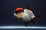 Short Body Thai Oranda  Tricolor 3.5 Inch (ID#1231To14b-92) Free2Day SHIPPING