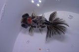 Butterfly  Calico 3.5 Inch (ID#307B8b-45) Free2Day SHIPPING
