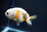 Milk Cow Ranchu  Calico 4 Inch (ID#1018R9a-64) Free2Day SHIPPING