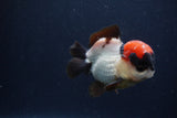 Short Body Thai Oranda  Tricolor 3.5 Inch (ID#1231To14b-92) Free2Day SHIPPING