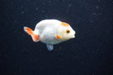Baby Ranchu  Red White 2.5 Inch (ID#415R9c-24) Free2Day SHIPPING