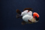 Short Body Thai Oranda  Tricolor 3.5 Inch (ID#1231To14b-92) Free2Day SHIPPING