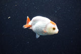 Baby Ranchu  Red White 2.5 Inch (ID#415R9c-24) Free2Day SHIPPING