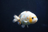 Milk Cow Ranchu  Calico 4 Inch (ID#1018R9a-64) Free2Day SHIPPING