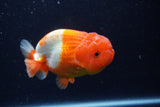 Lionchu  Red White 4 Inch (ID#224R12b-82) Free2Day SHIPPING