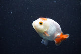 Baby Ranchu  Red White 2.5 Inch (ID#415R9c-24) Free2Day SHIPPING