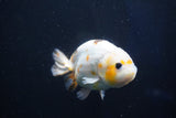 Milk Cow Ranchu  Calico 4 Inch (ID#1018R9a-64) Free2Day SHIPPING