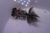 Butterfly  Calico 3.5 Inch (ID#307B8b-45) Free2Day SHIPPING