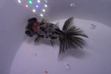 Butterfly  Calico 3.5 Inch (ID#307B8b-45) Free2Day SHIPPING