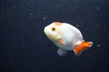 Baby Ranchu  Red White 2.5 Inch (ID#415R9c-24) Free2Day SHIPPING