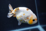 Milk Cow Ranchu  Calico 4 Inch (ID#1018R9a-64) Free2Day SHIPPING