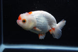 Juvenile Lionchu  Red White 3.5 Inch (ID#1210R11b-25) Free2Day SHIPPING